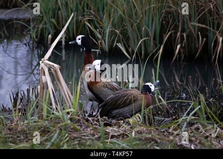 Sibilo d'anatra, famiglia WWT London Wetland Trust, UK. Foto Stock