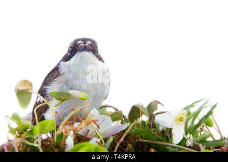 La molla nella forma di luminose del piumaggio degli uccelli (maschio pied flycatcher) e giovani foglie e blume (anemone), su sfondo bianco Foto Stock