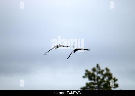 Due gru grigio (grus grus) piani sopra la foresta Foto Stock