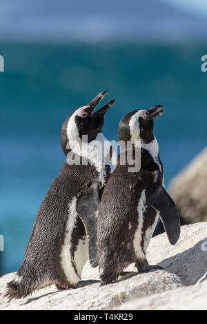 Due pinguini africani, Spheniscus demersus, in piedi su una roccia a godersi il sole, a Simonstown, Sud Africa Foto Stock