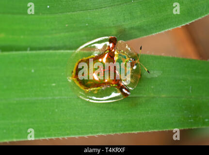 La fotografia macro di tartaruga dorata Beetle sulla lama di erba Foto Stock