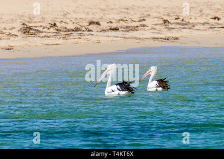 Bella coppia di pellicani vicino alla spiaggia sabbiosa di Rockingham, Australia occidentale Foto Stock