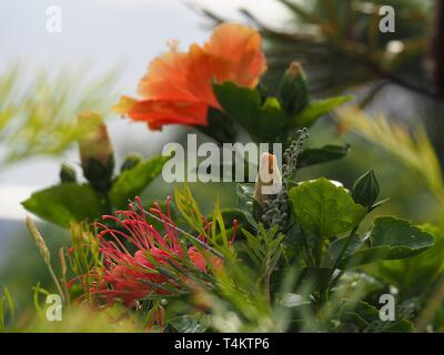 Un fresco e vivace giardino costiero australiano, arancio e giallo Hibiscus fiore pianta e rosso Grevillea fiore e foglie verdi e fogliame Foto Stock