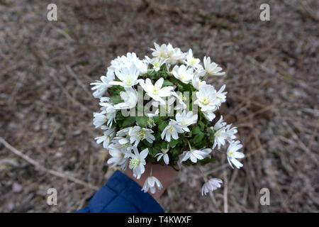 Primo piano della mano femminile tenendo un mazzo di bucaneve nella natura Foto Stock