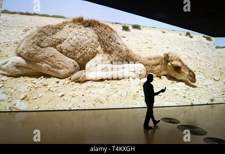 Video installazione in Qatar la vita e la cultura del nuovo Museo Nazionale del Qatar a Doha , Qatar. Architetto Jean Nouvel. Foto Stock