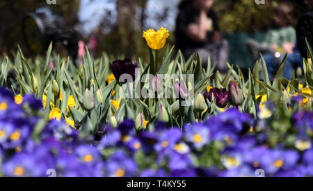 Unico Tulipano giallo fiore nel fuoco. Bella tulipani nel campo di tulipani con foglia verde dello sfondo. Tulipano giallo circondato da dark fiori viola. Foto Stock