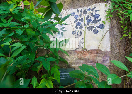 Dipinti murali all'interno della foresta pluviale Biome all'Eden Project, Cornwall, Inghilterra Foto Stock