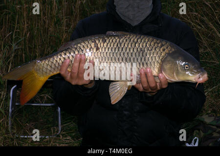 Carp isolati su sfondo bianco nel selvaggio . Foto Stock
