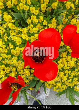 Close up Red tulip Foto Stock