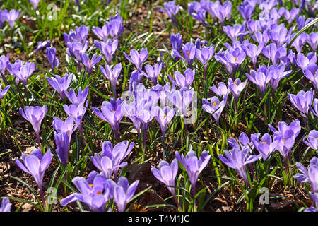 Campo di crocus vernus (primavera Crocus, Giant Crocus) in primavera Foto Stock