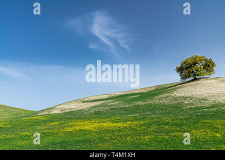 Dolci colline del paesaggio, Andalusia, Spagna Foto Stock