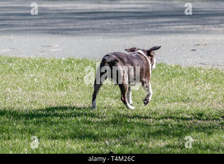 Piccolo nero mutt con floppy orecchie camminano lontano Foto Stock