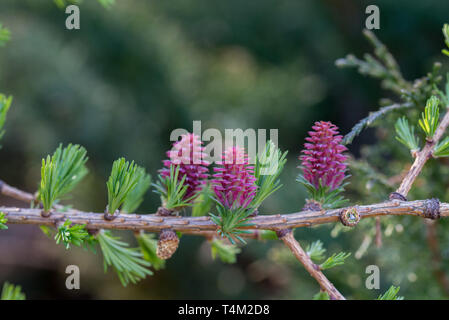 Molla di fiori di larice e nnedles sul ramoscello macro messa a fuoco selettiva Foto Stock