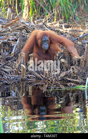 Orangutan in Tanjung messa Riserva Naturale di Kalimantan Borneo Indonesia Foto Stock