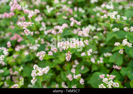 Fiori di grano saraceno denominato Tam Giac Mach in Ha Giang, Viet Nam. Un famoso fiore per Dong Van altopiano carsico globale parco geologico Foto Stock