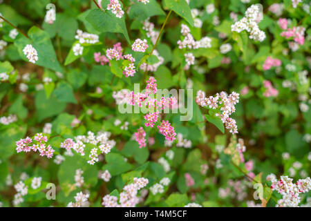 Fiori di grano saraceno denominato Tam Giac Mach in Ha Giang, Viet Nam. Un famoso fiore per Dong Van altopiano carsico globale parco geologico Foto Stock