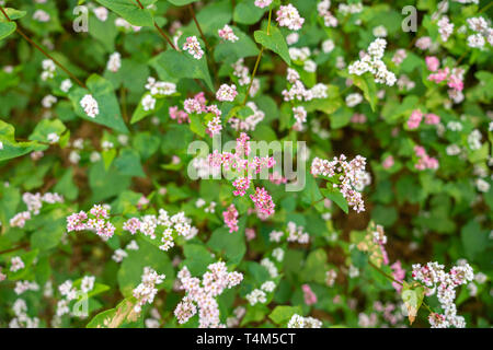 Fiori di grano saraceno denominato Tam Giac Mach in Ha Giang, Viet Nam. Un famoso fiore per Dong Van altopiano carsico globale parco geologico Foto Stock