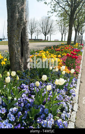Fiori colorati in letti in un parco cittadino in primavera nella città di Arbon sul Lago di Costanza Foto Stock