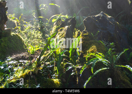 Raggi di sole nel Bosco nebbioso con il rock, foglie verdi Foto Stock