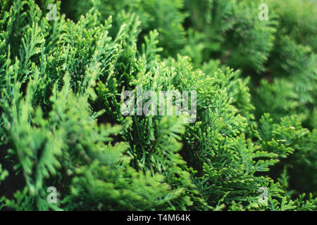 Vista dettagliata del verde di Natale a foglie di Thuja alberi su sfondo bianco. Thuja ramoscello, thuja occidentalis, Platycladus orientalis, Cinese thuja. Evergreen Foto Stock