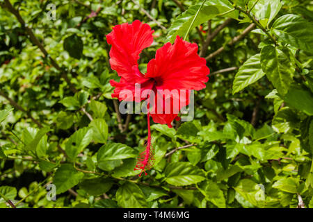 Hibiscus, Malaysia fiore nazionale Foto Stock