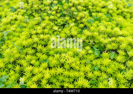 Flaming Katy, sedum sp Piante succulente | Dicotiledoni Foto Stock