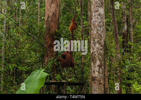 Una femmina di orangutan con un bambino nel suo habitat naturale, Sarawak, Malaysia Foto Stock