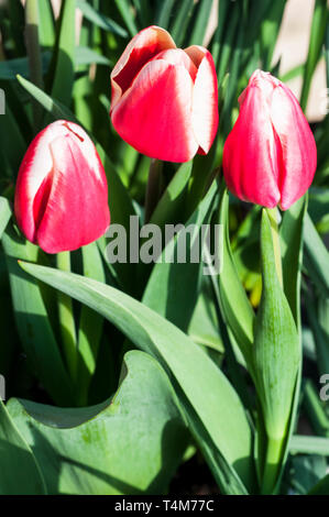 Gruppo di tulipani Leen van der Mark crescendo in un bordo a forma di tazza di fiori di colore rosso con bordi bianchi appartenenti al gruppo di trionfo di tulipani Divisione 3 Foto Stock