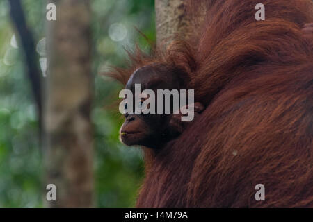 Un bambino orangutan nel suo habitat naturale, Sarawak, Malaysia Foto Stock