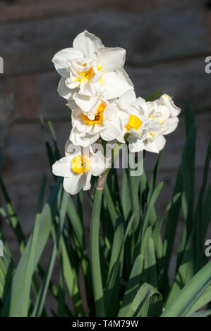 Narcissus allegria fioritura a metà primavera un doppio Narcissus con petali di colore bianco e un bicchiere di colore giallo che appartiene al gruppo doppia divisione 4. Foto Stock