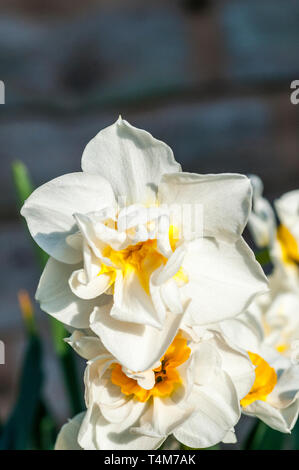 Narcissus allegria fioritura a metà primavera un doppio Narcissus con petali di colore bianco e un bicchiere di colore giallo che appartiene al gruppo doppia divisione 4. Foto Stock