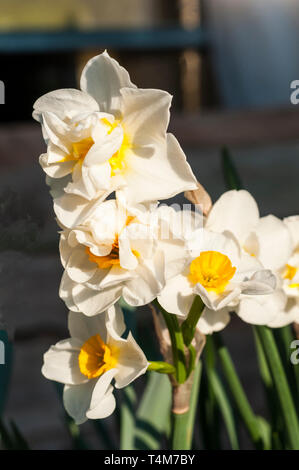 Narcissus allegria fioritura a metà primavera un doppio Narcissus con petali di colore bianco e un bicchiere di colore giallo che appartiene al gruppo doppia divisione 4. Foto Stock