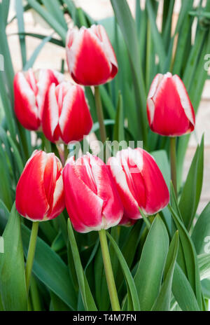 Gruppo di tulipani Leen van der Mark crescendo in un bordo a forma di tazza di fiori di colore rosso con bordi bianchi appartenenti al gruppo di trionfo di tulipani Divisione 3 Foto Stock