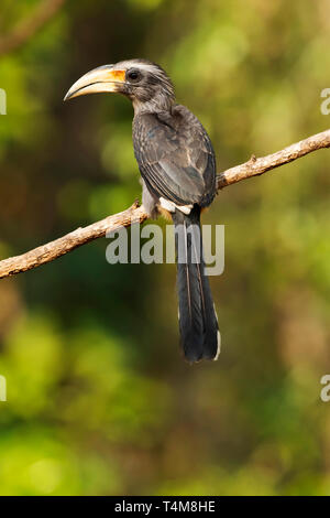 Il Malabar grigio hornbill, Ocyceros griseus, femmina, i Ghati Occidentali, India. Foto Stock