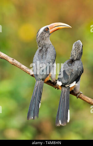 Il Malabar grigio hornbill, Ocyceros griseus, Western Ghat, India. Foto Stock