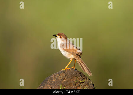 Giallo eyed babbler, Chrysomma sinense, i Ghati Occidentali, India. Foto Stock