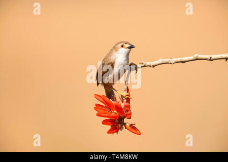 Giallo eyed babbler, Chrysomma sinense, i Ghati Occidentali, India. Foto Stock