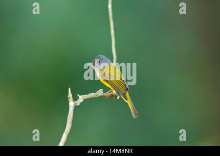 Grigio-guidato canarino-flycatcher, Culicicapa ceylonensis, Nilgiri montagne, i Ghati Occidentali, Tamil Nadu, India. Foto Stock