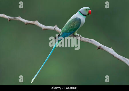 Blu-winged parrocchetto, Malabaresi parrocchetto, Psittacula columboides, maschio, Nilgiri montagne, i Ghati Occidentali, Tamil Nadu, India. Foto Stock