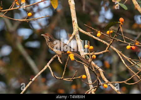 Asian koel, Eudynamys scolopaceus, Femmina, Western Ghats, India. Foto Stock