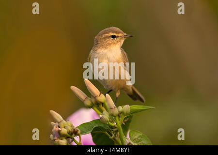 Common chiffchaff, Phylloscopus collybita di Pune, Maharashtra, India. Foto Stock