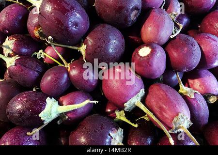 Fresh brillante rotondo viola melanzane, o melanzane tailandesi, utilizzato nel Sudest Asiatica, utilizzato nel Sudest Asiatica. Foto Stock