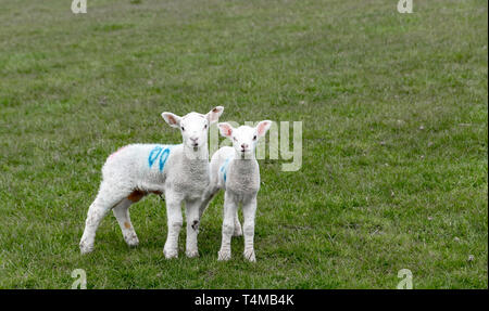 Due piccoli agnelli fissando fotocamera. con lo spazio negativo Foto Stock