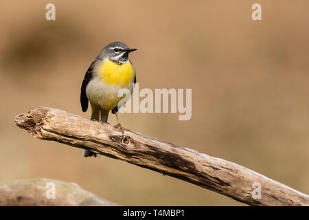 Natura bella scena con Wagtail (Motacilla cinerea). La fauna selvatica colpo di Wagtail (Motacilla cinerea) sul ramo. Foto Stock