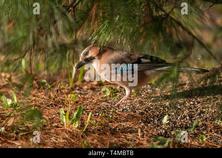 Natura bella scena con Eurasian jay (Garrulus glandarius). La fauna selvatica colpo di Eurasian jay (Garrulus glandarius) sull'erba. Foto Stock