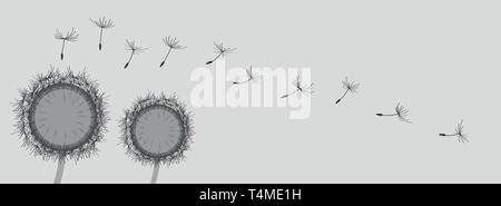 Panorama due antracite-colorato di tarassaco con semi da jziprian Illustrazione Vettoriale