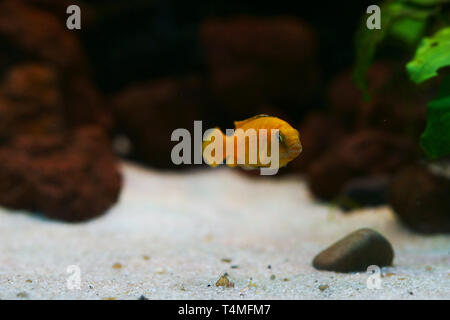 Pesci, Saulos's Mbuna, maschio di Pseudotropheus saulosi, Cichlidae, Lago Malawi, Africa Foto Stock