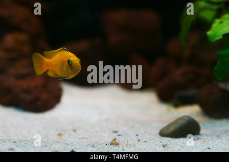 Pesci, Saulos's Mbuna, maschio di Pseudotropheus saulosi, Cichlidae, Lago Malawi, Africa Foto Stock