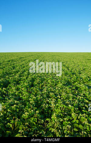 Campo di soia con soia fresca con copy-spazio Foto Stock