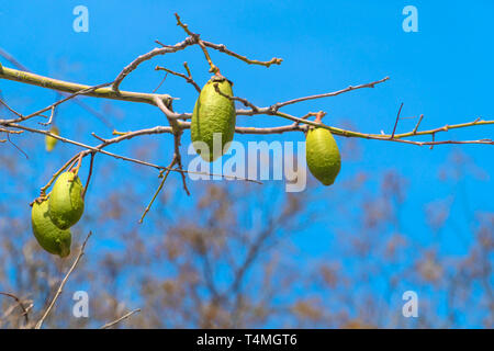 Frutti di baobab sui rami Foto Stock